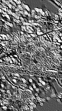 Skamielina