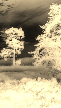 Sepia + Negatyw