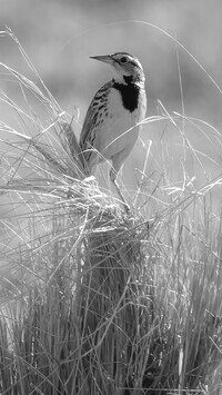 Szary