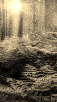 Szary + Sepia