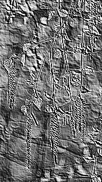 Skamielina