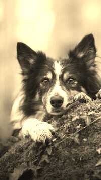 Sepia