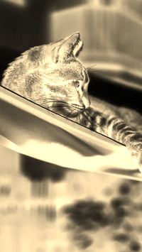Sepia + Negatyw