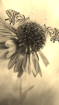 Szary + Sepia