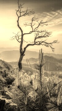 Szary + Sepia