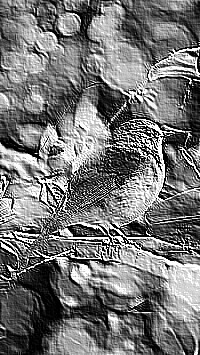 Skamielina