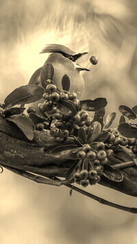 Sepia