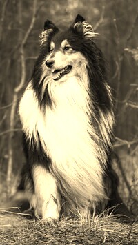 Szary + Sepia