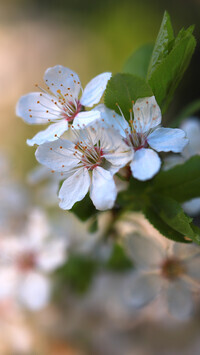 Oryginalny obrazek