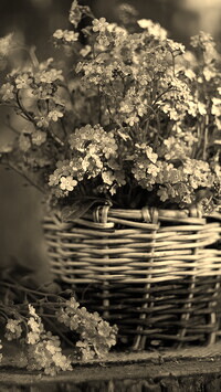 Szary + Sepia
