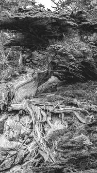 Szary