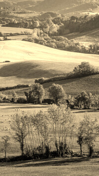 Szary + Sepia