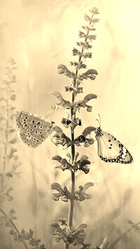 Szary + Sepia