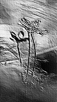Skamielina