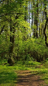 Oryginalny obrazek