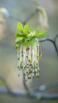 Oryginalny obrazek