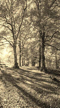 Szary + Sepia