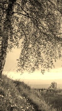 Szary + Sepia