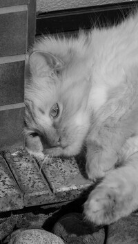 Szary