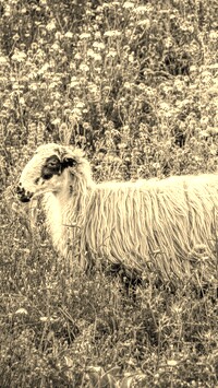 Szary + Sepia