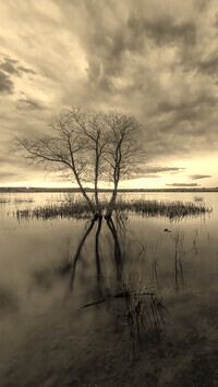 Szary + Sepia
