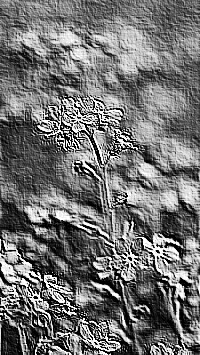 Skamielina
