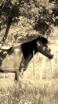 Szary + Sepia