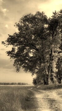Szary + Sepia