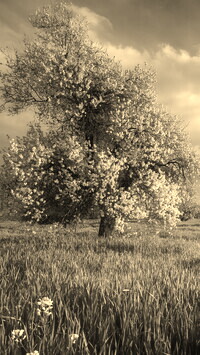 Sepia