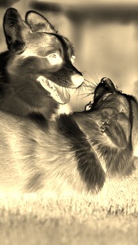Sepia + Negatyw