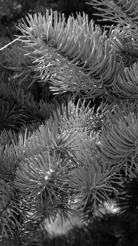 Szary