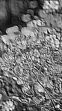 Skamielina