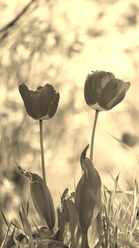 Szary + Sepia