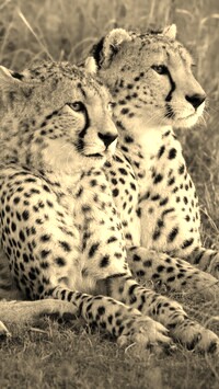 Szary + Sepia