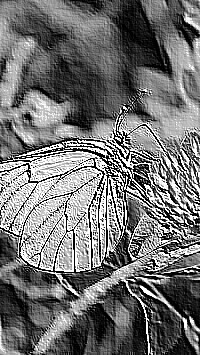 Skamielina