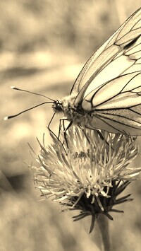Szary + Sepia