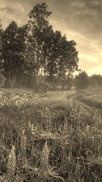 Szary + Sepia