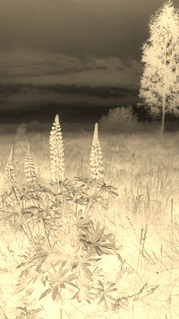 Sepia + Negatyw