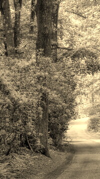 Szary + Sepia