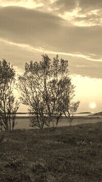 Szary + Sepia