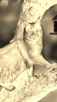 Sepia + Negatyw