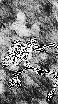 Skamielina