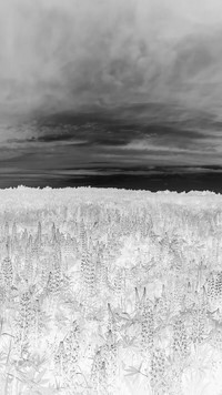 Szary + Negatyw