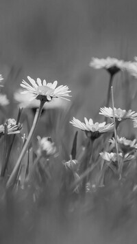 Szary