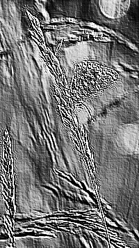 Skamielina