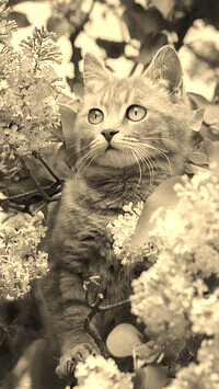 Szary + Sepia