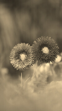 Szary + Sepia