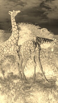 Sepia + Negatyw