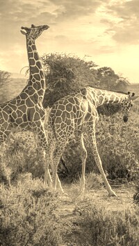 Szary + Sepia