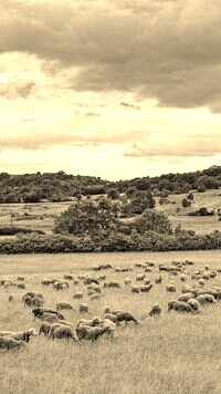 Szary + Sepia